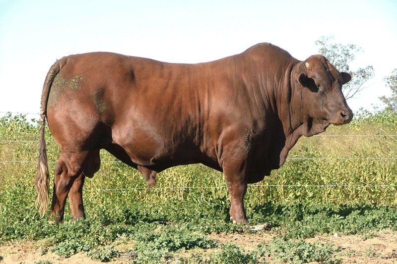 cow