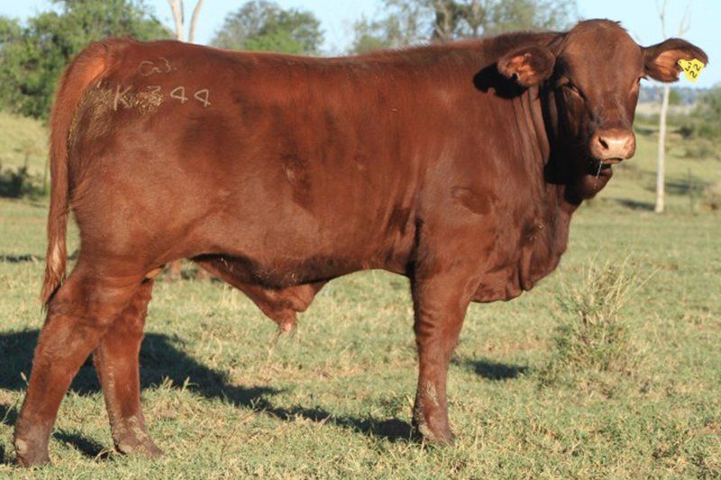 cows