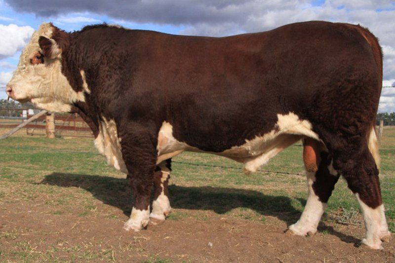 cow