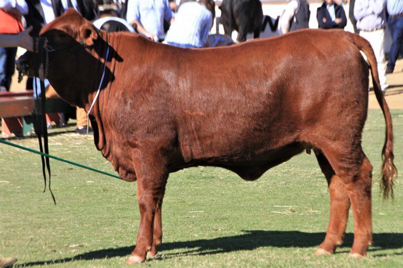 cow