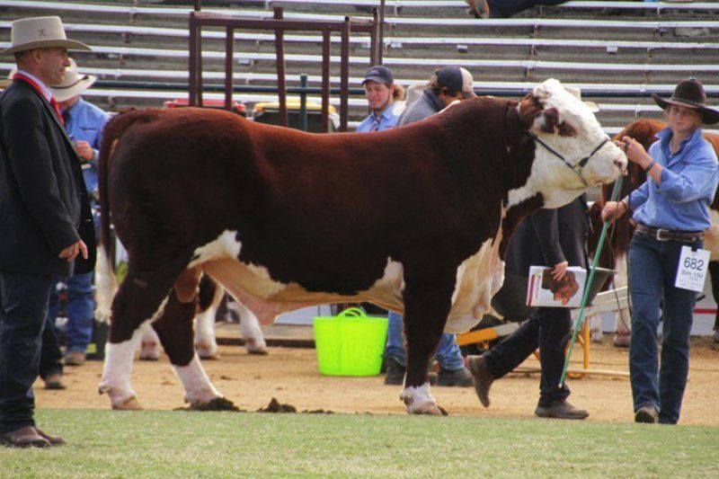 cow