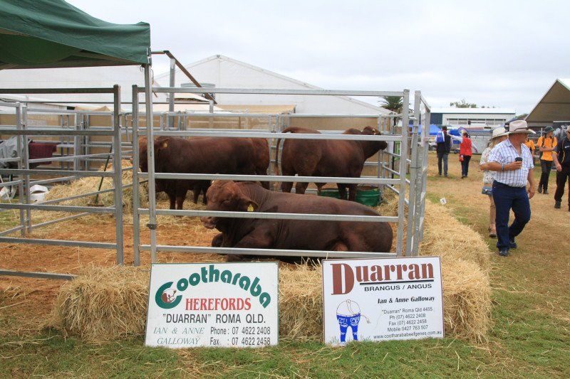 cows