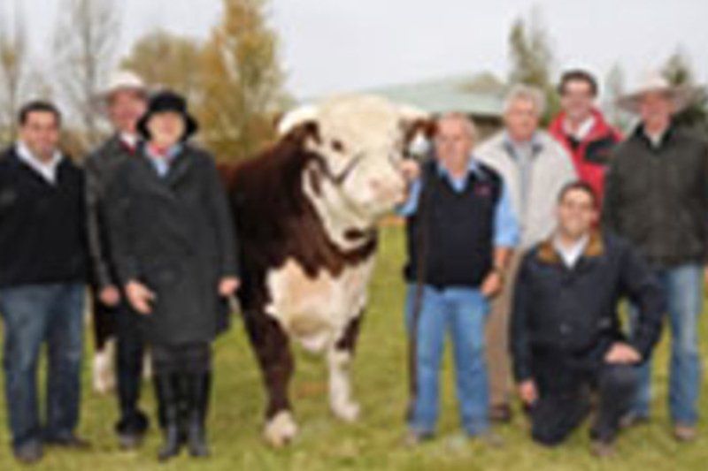 members and cow