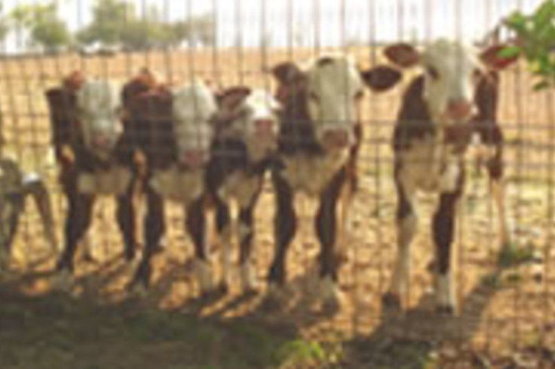 cow