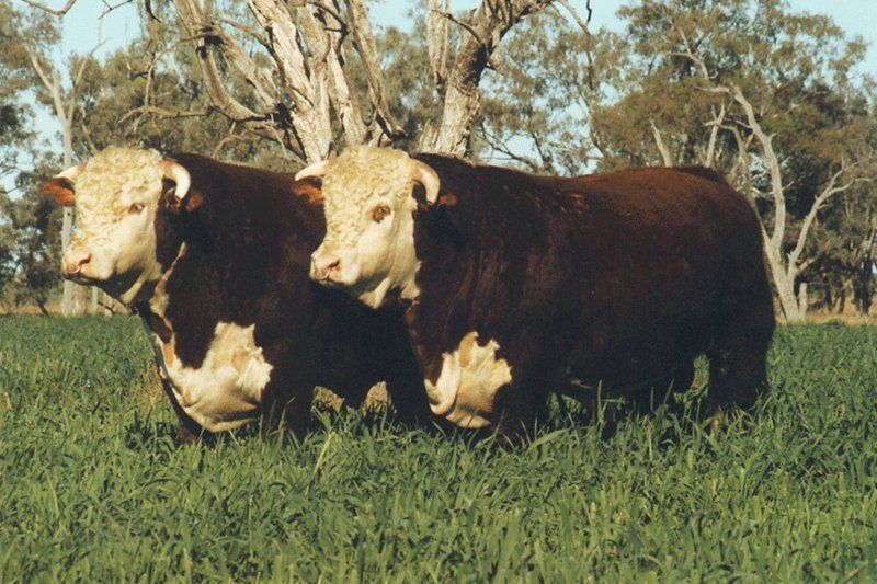 cow