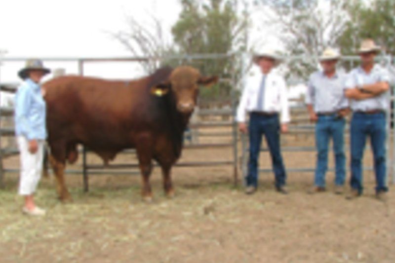 cow