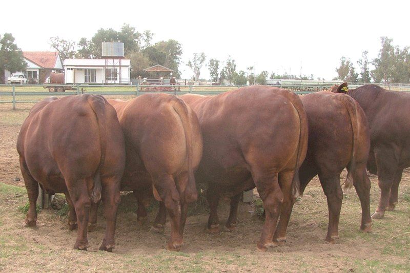 cow