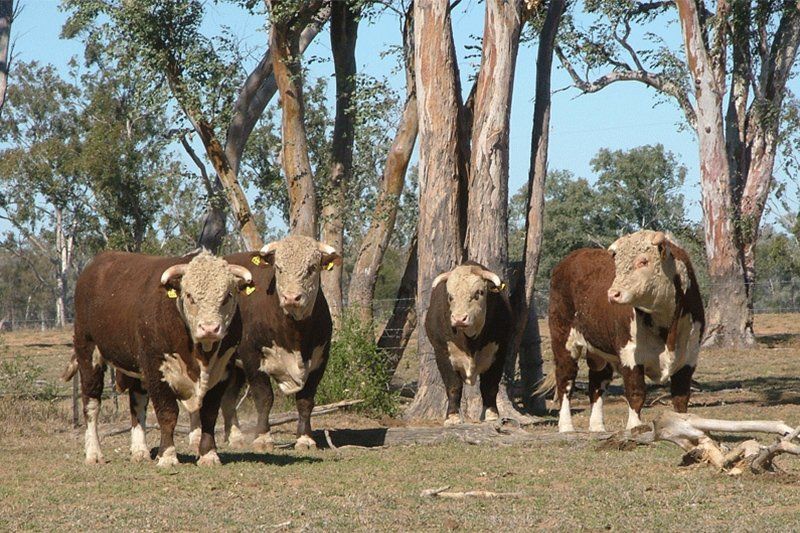 cow