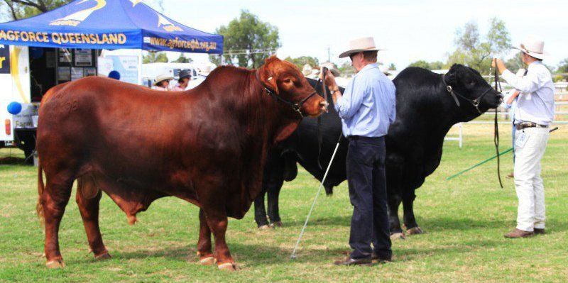 cow