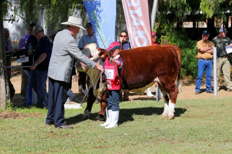 little boy and cow