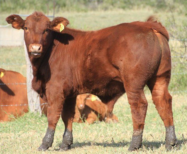cows