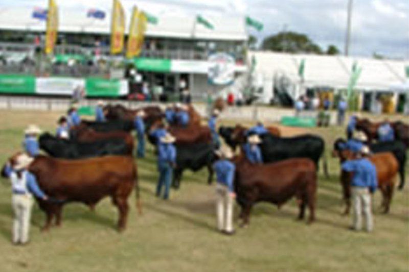 cow