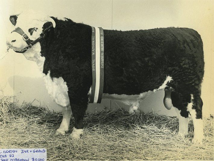 cow