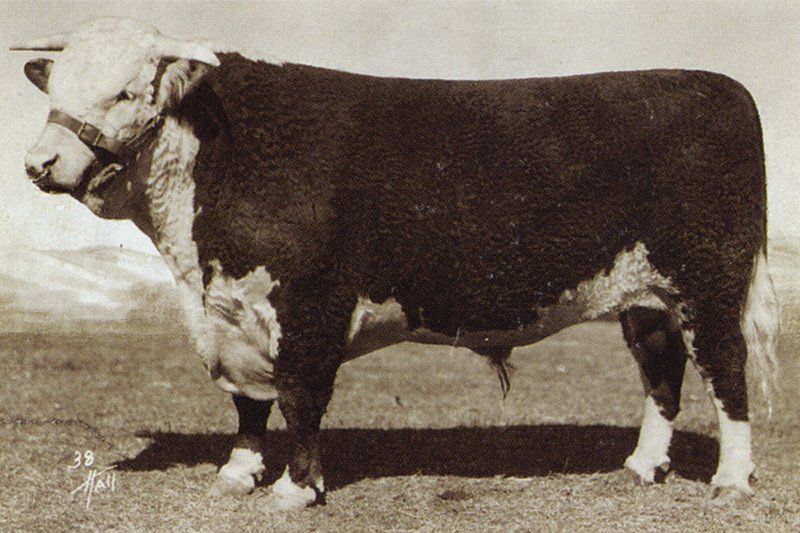 cow