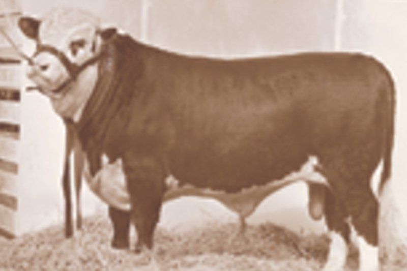 cow