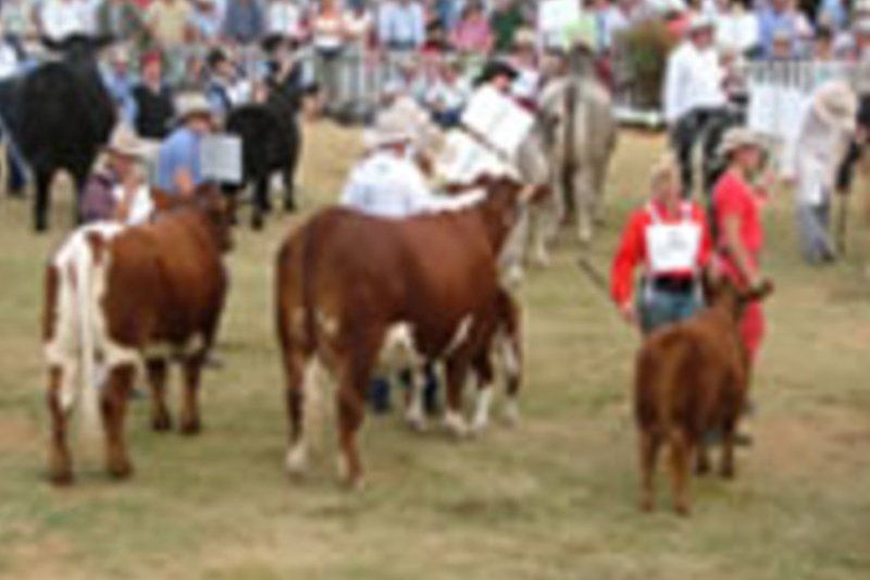 cow