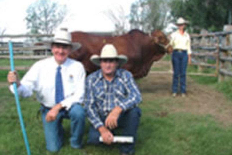 three boys and cow