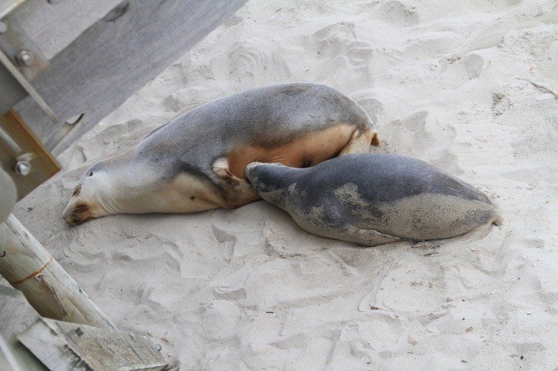 penguin
