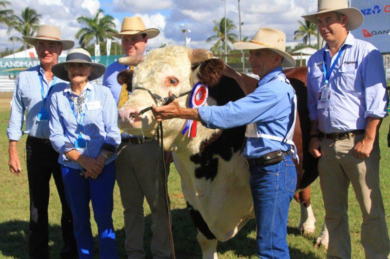staffs and cows