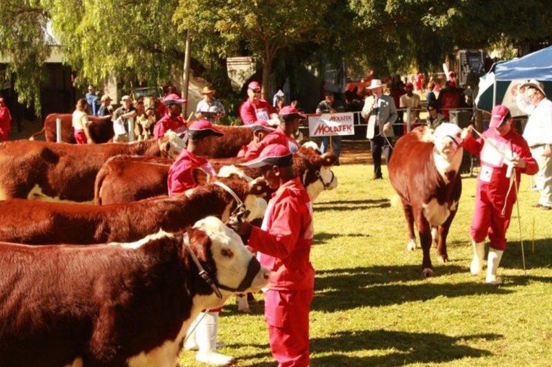 staffs and cows