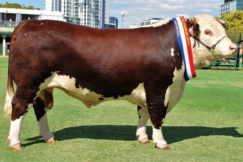cow