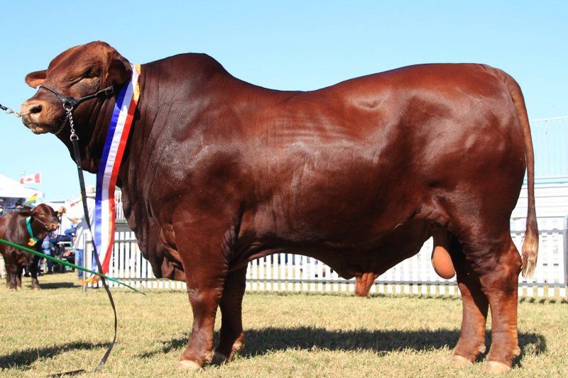 cow