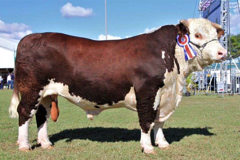 cow
