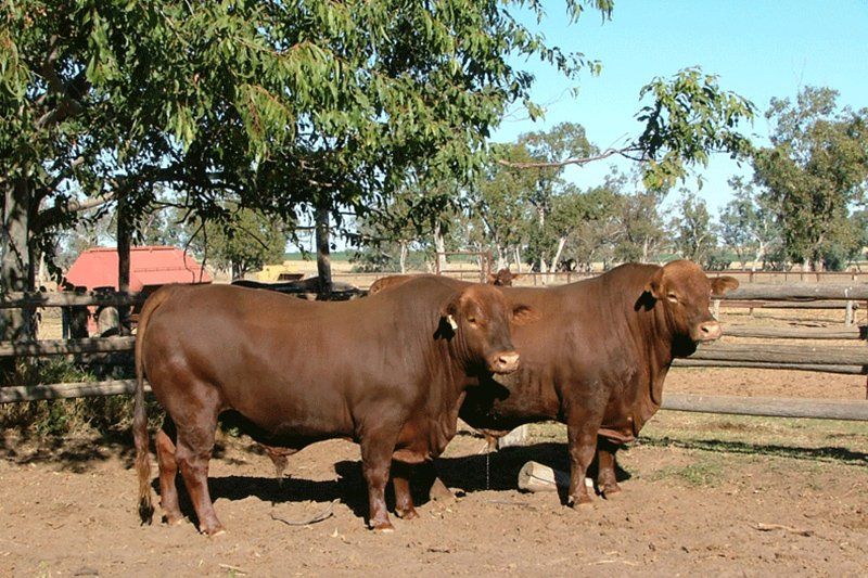 cow