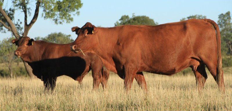 cows