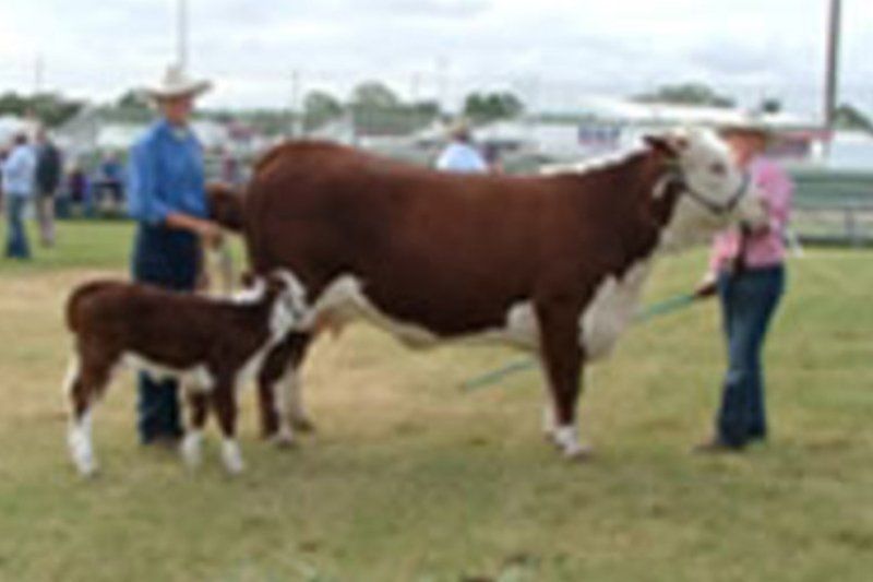 cow