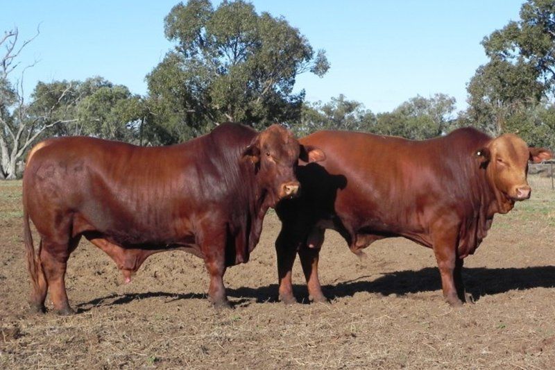 cow