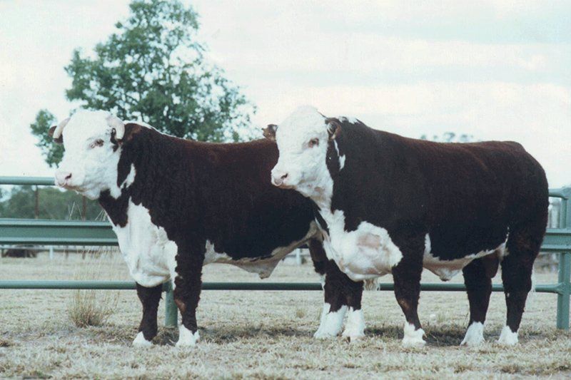 cow