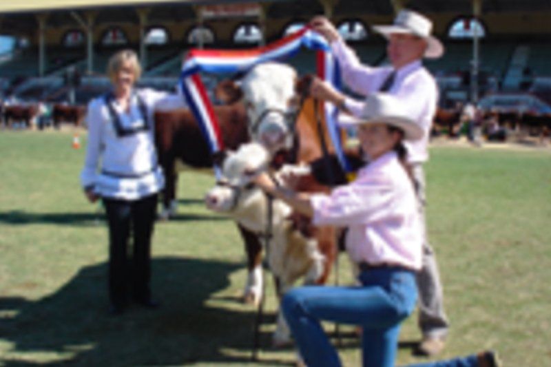 awarding cow
