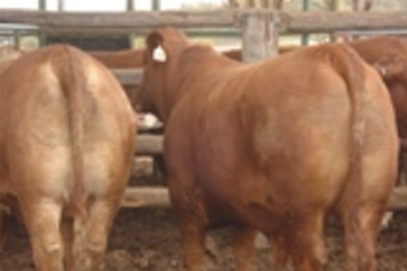 cow