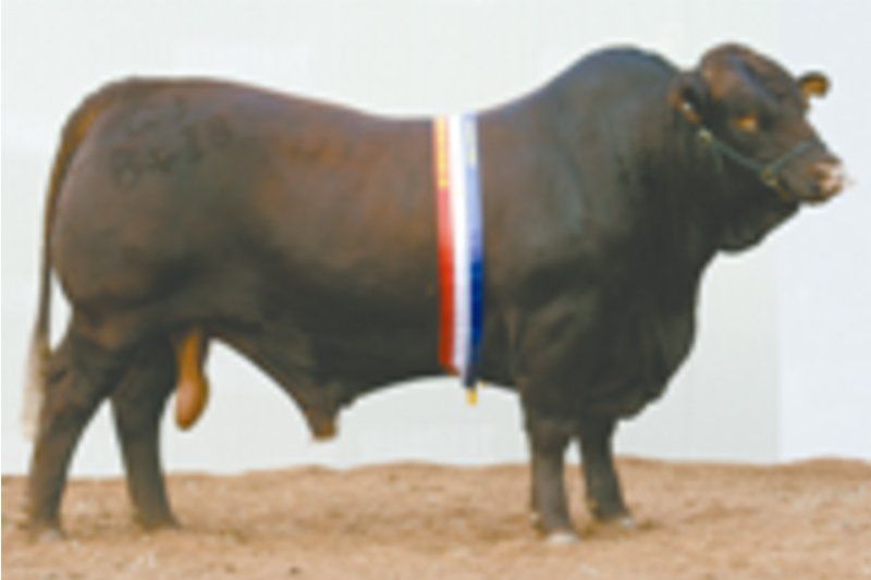 cow