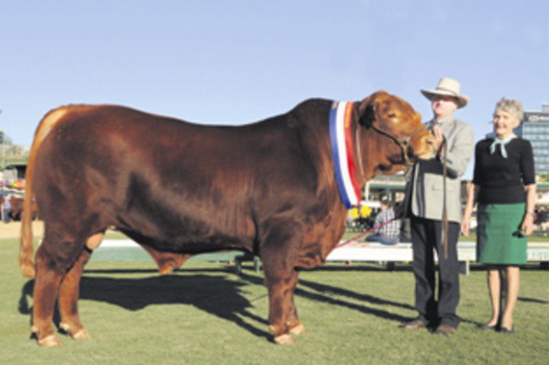 cow