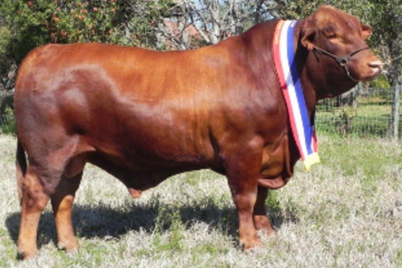 cow