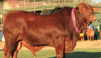 cow