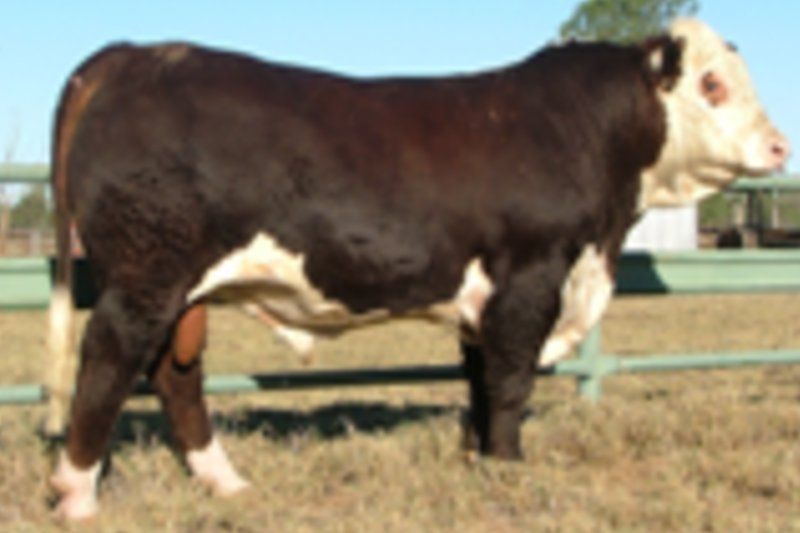 cow