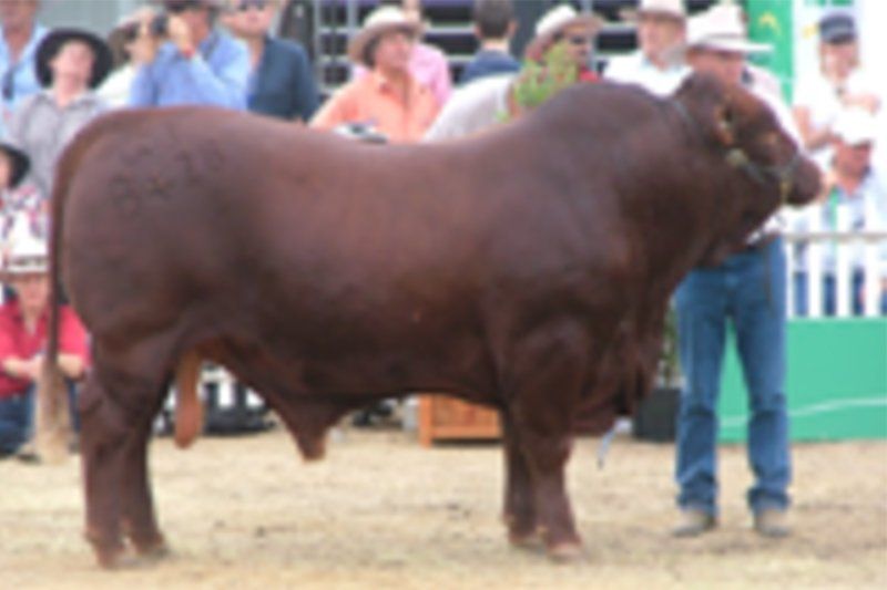 cow