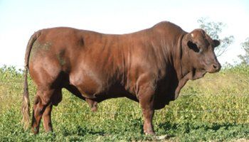 cow