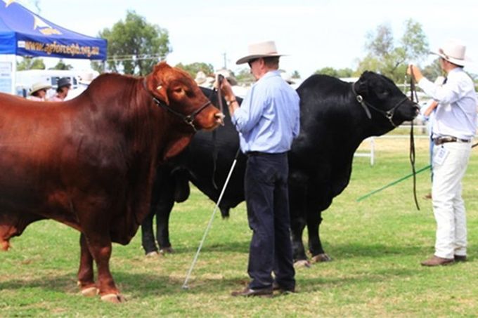 View our Duarran Brangus for Sale Duarran Brangus at Coothabara Beef Genes