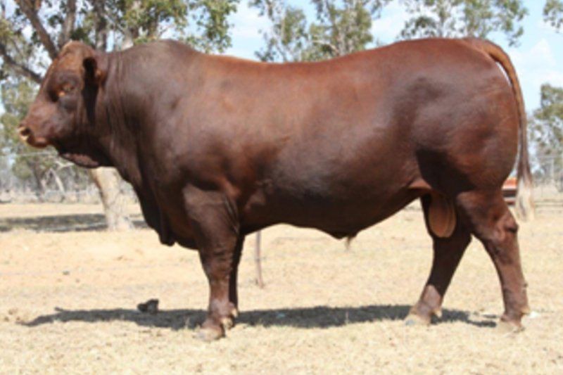 cow