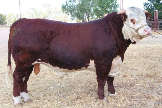 View our Cootharaba Herefords for Sale Cootharaba Herefords at Coothabara Beef Genes