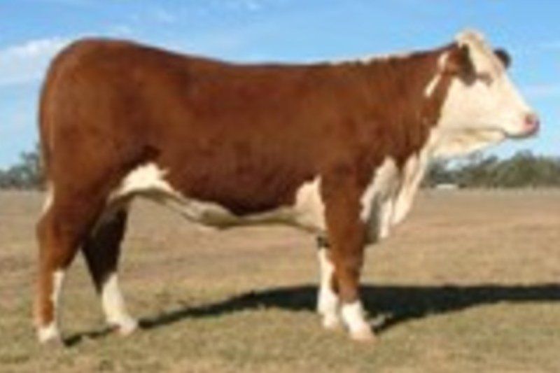 cow
