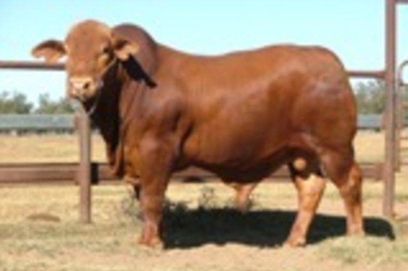 cow