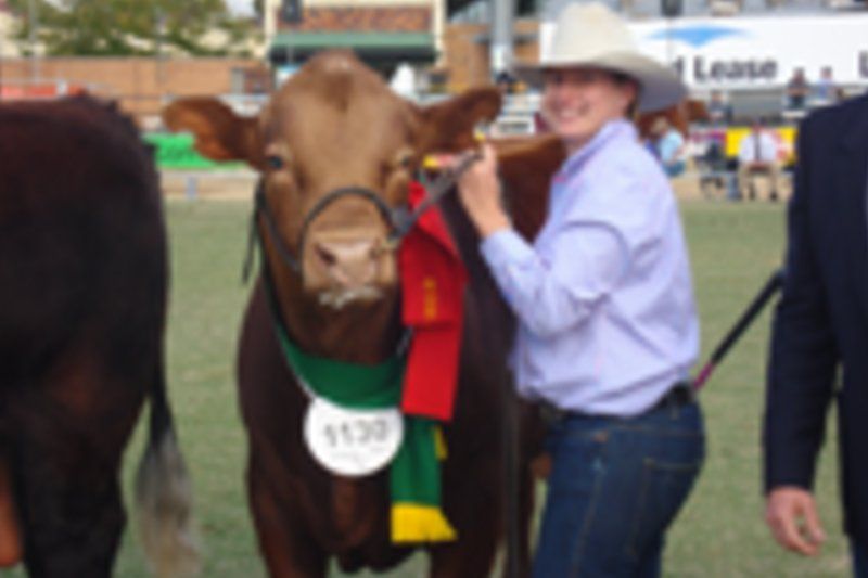 cow