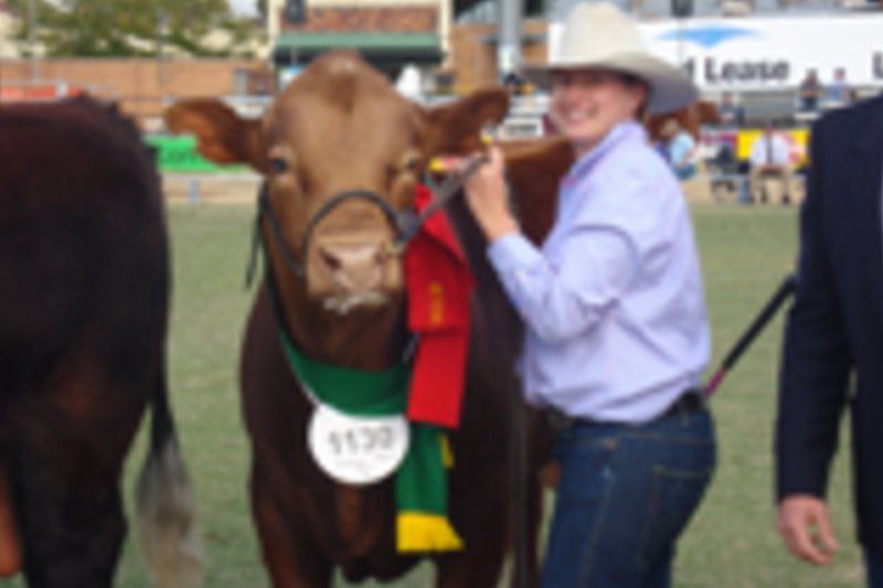 cow