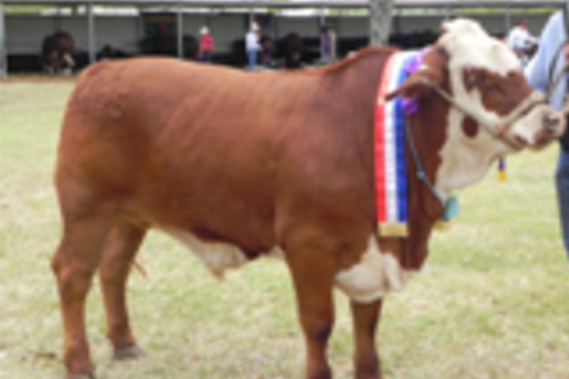 cow
