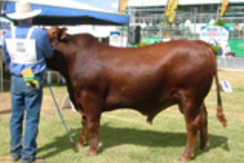 cow